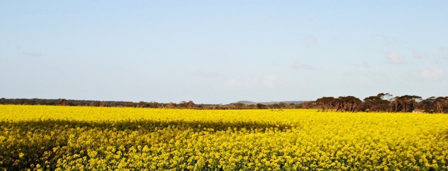 Canola Field at Kangaroo Island, SA