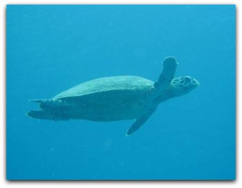 Turtle at Great Barrier Reef