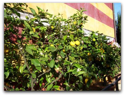 Lemon bushes in Tuscany