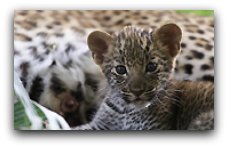 Leopard cub, Botswana