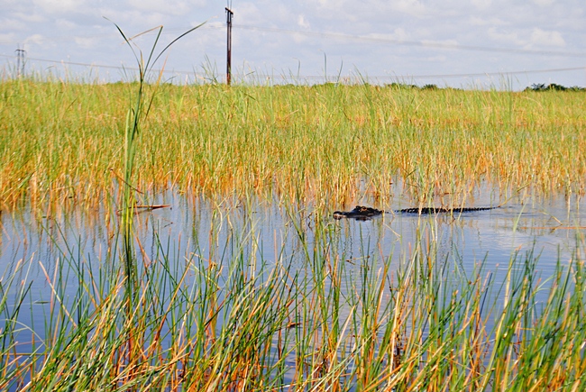 Alligator seen from Everglades airboat