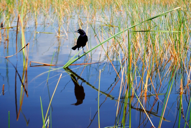Black Bird in the Everglades