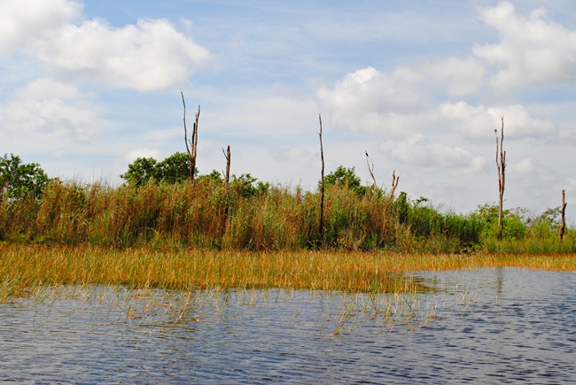 Wildlife seen from Everglades airboat