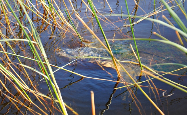 Florida softshell turtle in the Everglades