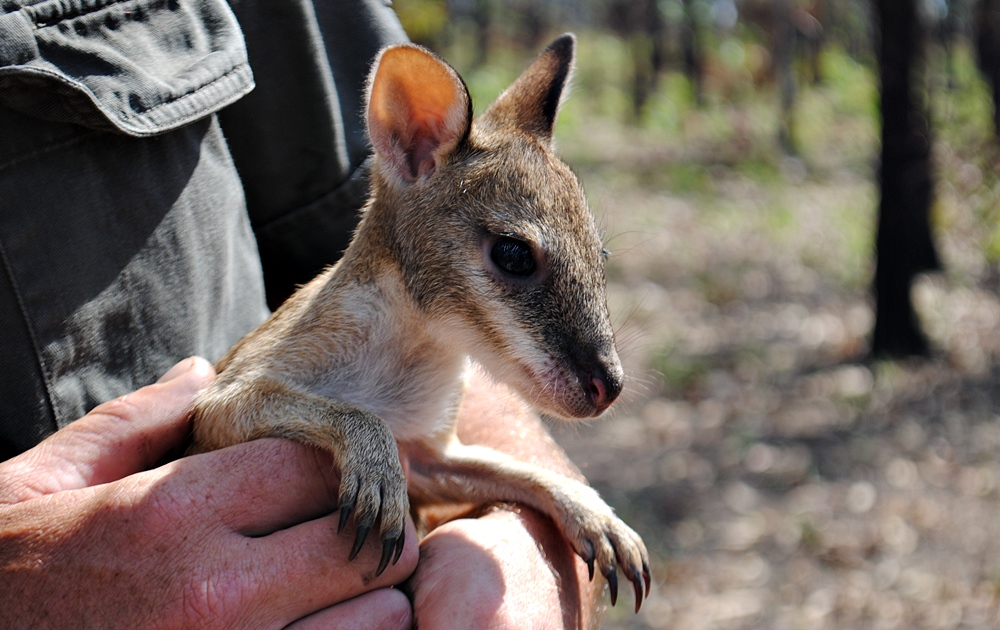 Rescued little wallaby in Litchfield National Park, NT
