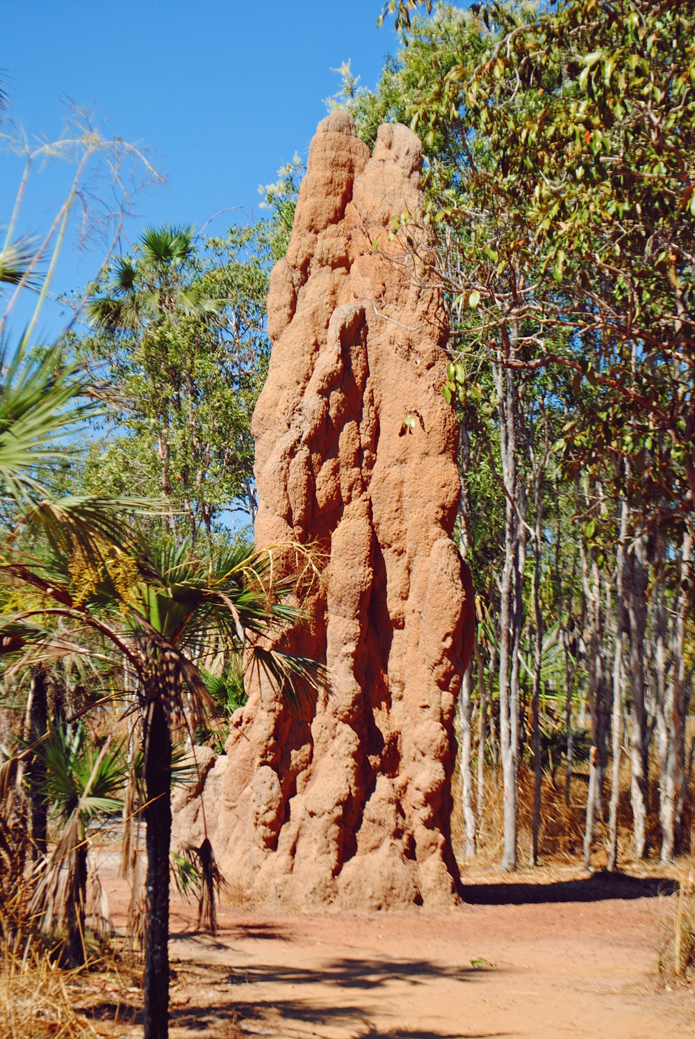 Cathedral Termite Mound, Litchfield NP, Darwin