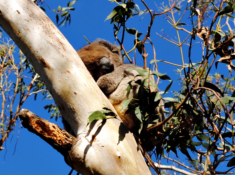 Cute koala sleeping, Great Ocean Road, Victoria