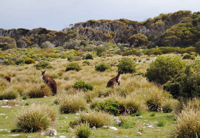 Seeing Kangaroos on my Kangaroo Island Trip