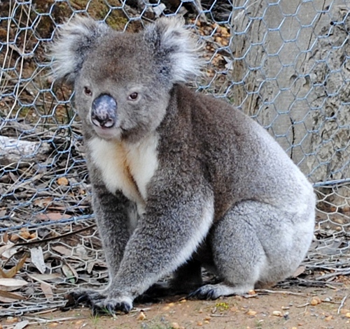 A Koala on the side of the road on my Kangaroo Island Trip