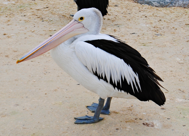 Wildlife at Kangaroo Island: Pelican