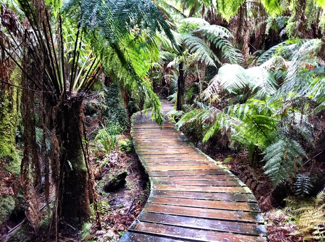 Maits Rest rainforest, Cape Otway