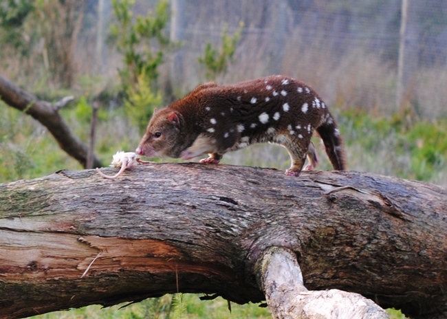 Tiger Quoll at the Great Ocean Ecolodge