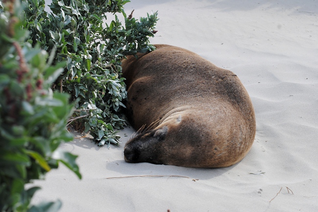 What to do at Kangaroo Island? See Sea Lions at Seal Bay