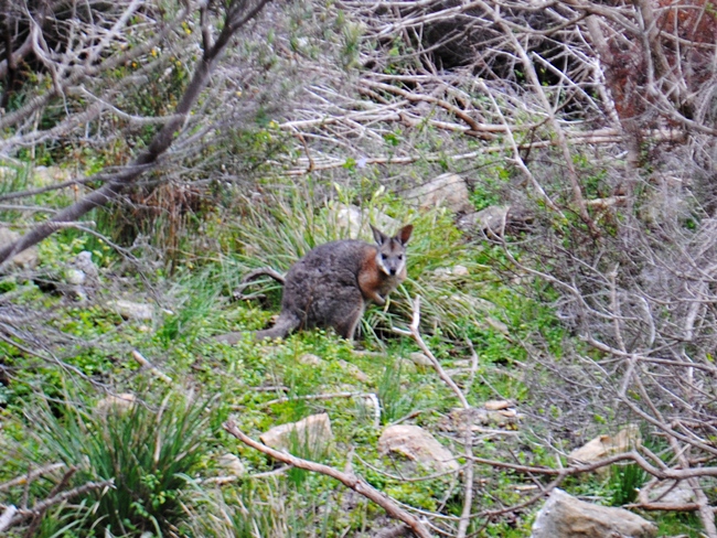 Seeing a Wallabee on my Kangaroo Island Trip