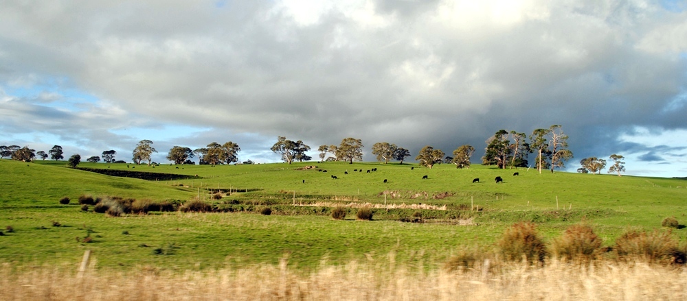 The Colors of Australia: green rolling hills in Victoria