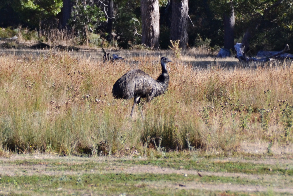 Emu at Halls Gap Lakeside Tourist Park