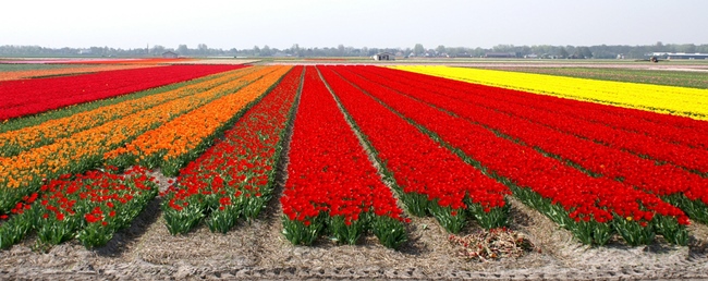 Spring in Holland