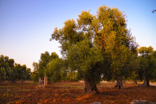 Olive Trees in Italy