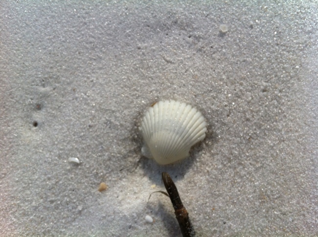 Collecting shells