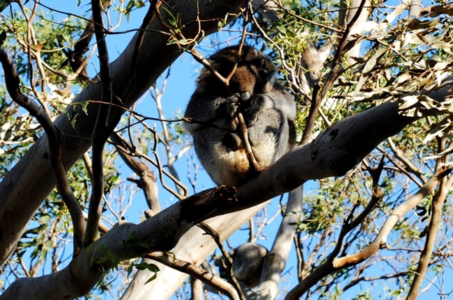 Myths people believe about Australia: koalas are bears
