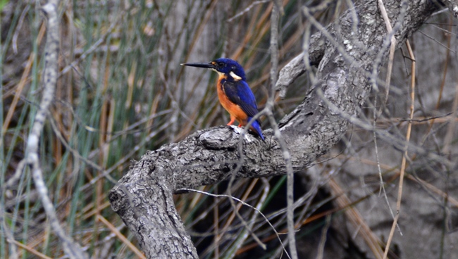 Wildlife at Noosa River